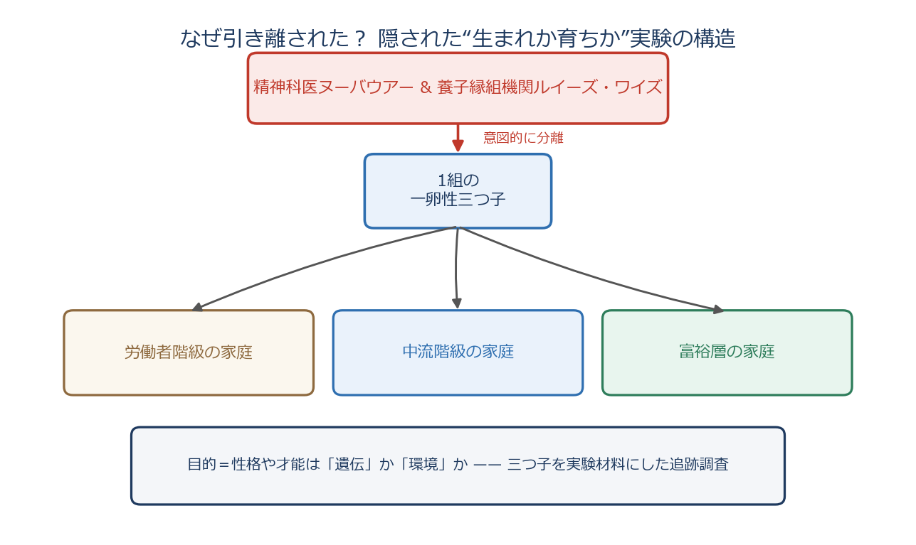 同じ遺伝子の3人の他人で三つ子が引き離された実験の構造図